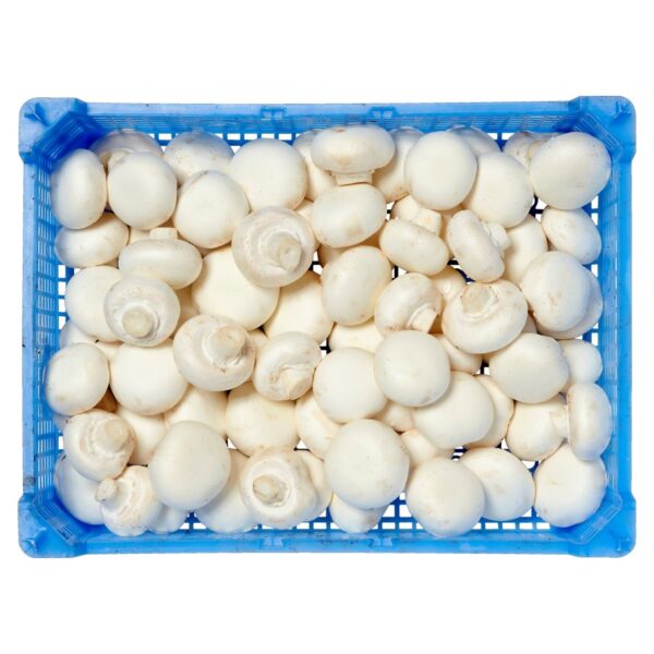Champignons wit middel krat 2,5 kg.