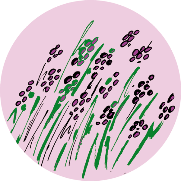 Thee Drentse Heide (z) 75 gr.