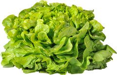 Eikenbladsla Groen BIO 8x1 stuks