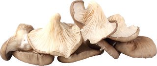 Oesterzwammen BIO 1,5 kg.