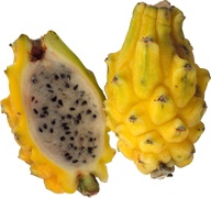 Pitahaya BIO 18x1 stuks