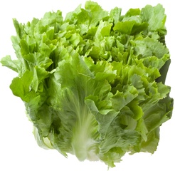 Andijvie BIO 4x1 kg.