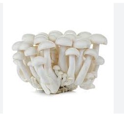 Beukenzwam wit Koreaans krat 1,5 kg.