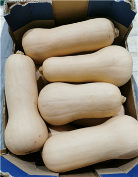 Pompoen fles 10 kg.