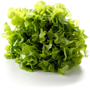 Eikenblad sla groen 1st.