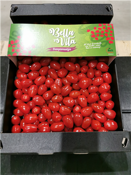 Snoeptomaten doos 4 kg.