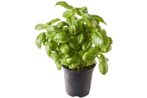 Basilicum in pot