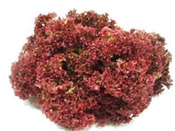 Lollo rosso sla krop p/st.