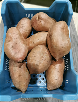 Zoete aardappelen (bataat) 6 kg.