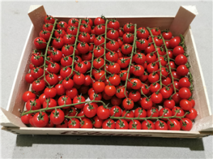 Cherry Tomaat Tros amor 3 kg