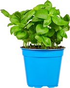 Basilicum op pot BIO 3x1 stuks