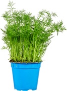 Dille op pot BIO 3x1 stuks