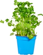 Koriander op pot BIO 3x1 stuks