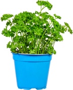 Krulpeterselie op pot BIO 3x1 stuks