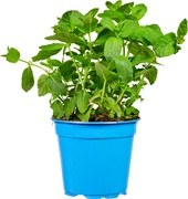 Groene munt op pot BIO 3x1 stuks