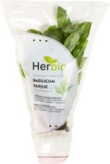Pluk kruiden Basilicum BIO 6x1 stuks