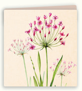 Kaart zwanenbloem  5x1 stuks