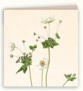 Kaart marianne anemone  5x1 stuks