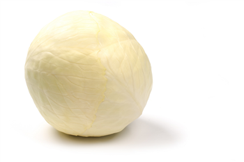 Witte kool groot p/kg.