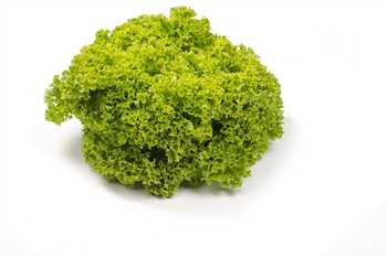Lollo verte (groene krulsla)