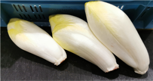 Witlof grof p/kg