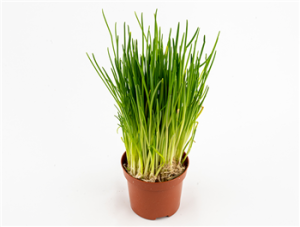 Bieslook in pot