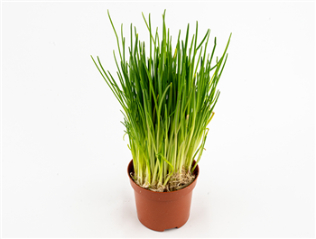 Bieslook in pot