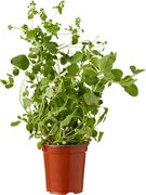 Oregano op pot BIO 3x1 stuks