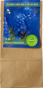 Muscari armeniacum BIO 12x1 stuks