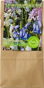 Hyacinthoides hispanica mix BIO 12x1 stu