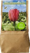 Tulipa 'Design Impression' BIO 12x1 stuk