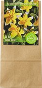Tulipa tarda BIO 12x1 stuks