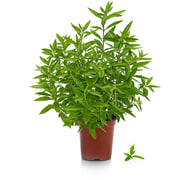 Citroenverbana op pot BIO 3x1 stuks