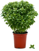 Fijnbladige basilicum op pot BIO 3x1 stu