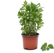 Selderij op pot BIO 3x1 stuks
